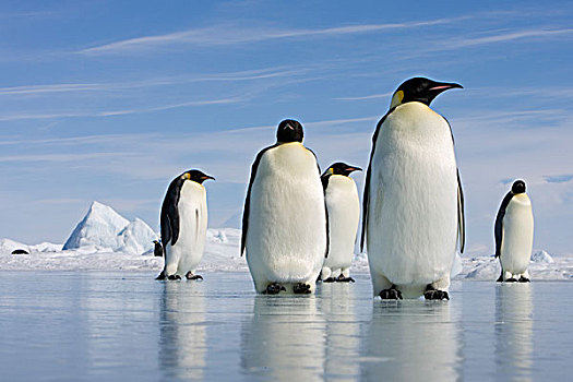 帝企鹅,站立,平滑,海冰,反射,雪丘岛,南极