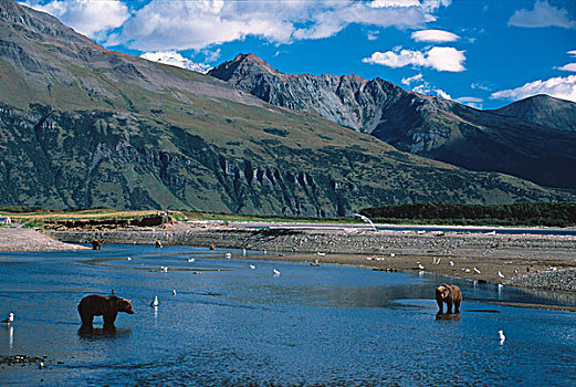棕熊,阿拉斯加,半岛,美国,卡特麦国家公园,栖息地