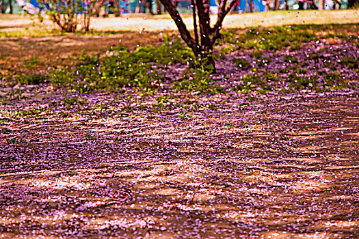 树上的粉色樱花正飘落在地上