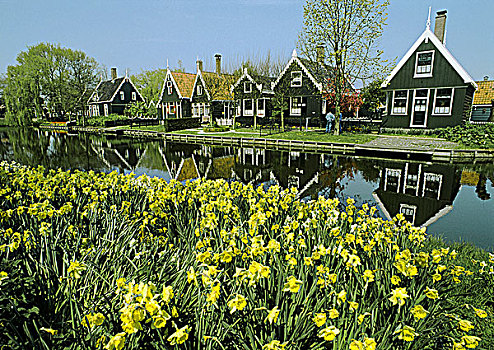 荷兰,水仙花,运河,房子,背影