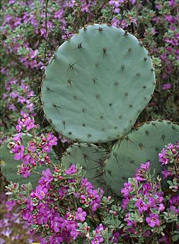 仙人掌,围绕,花,奇瓦瓦沙漠,墨西哥