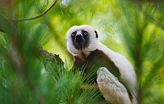 马达加斯加狐猴,树林,自然保护区,马达加斯加
