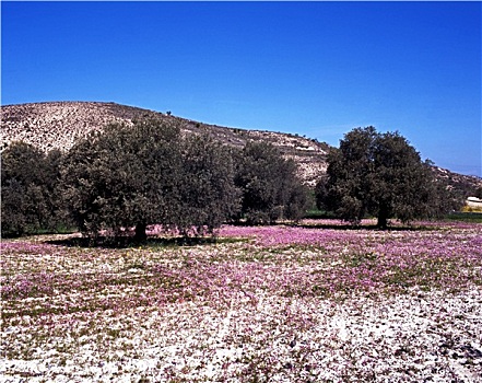 春花,橄榄林,特罗多斯,山,塞浦路斯