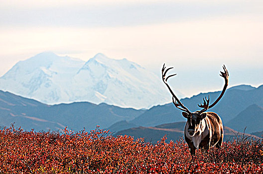 驯鹿属,雄性动物,苔原,秋色,攀升,德纳里峰,远景,德纳里峰国家公园,阿拉斯加,美国