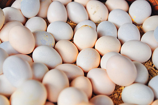 白色,鸡肉,卵