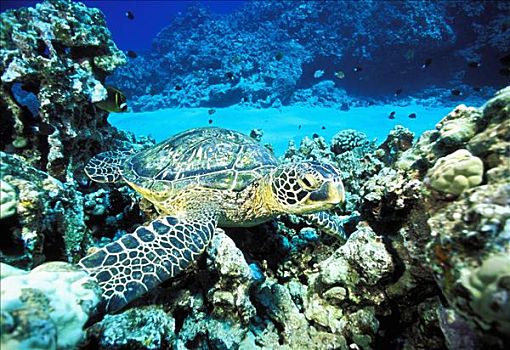 夏威夷,绿海龟,龟类,礁石,热带鱼