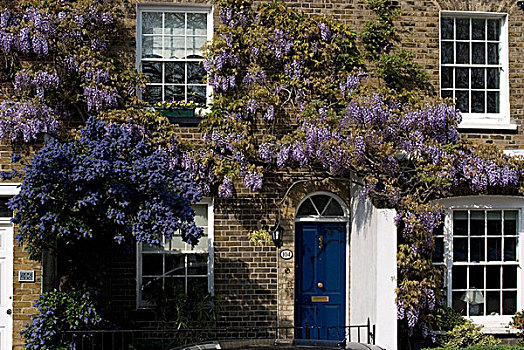 紫藤,绿色,大伦敦