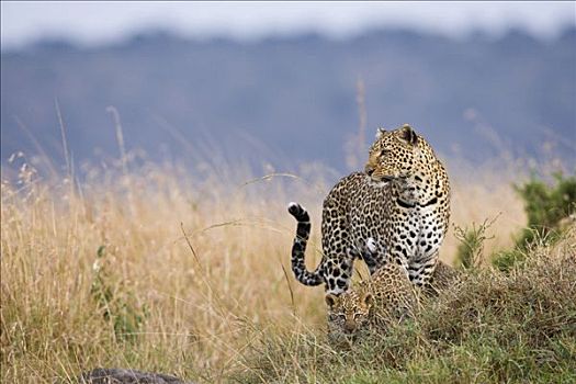 豹,女性,两个,老,幼兽,站立,马赛马拉,肯尼亚