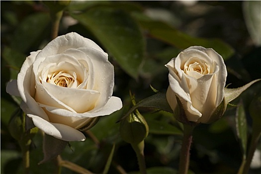 两个,白色,玫瑰