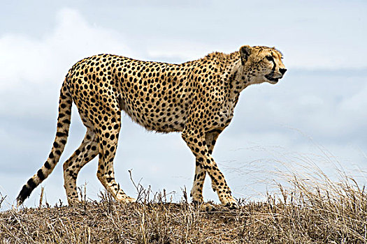 印度豹,猎豹,雌性,捕食,塞伦盖蒂国家公园,世界遗产,坦桑尼亚,非洲