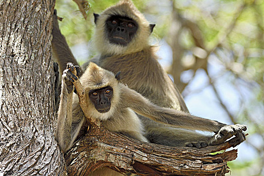 灰色,叶猴,坐在树上,国家公园,斯里兰卡,亚洲