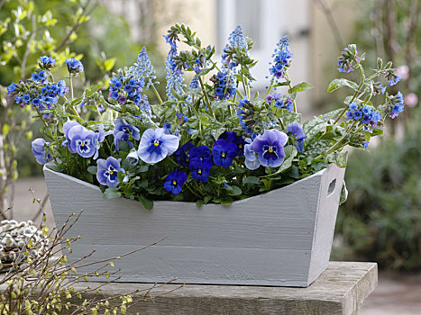 春天,盒子,蓝花
