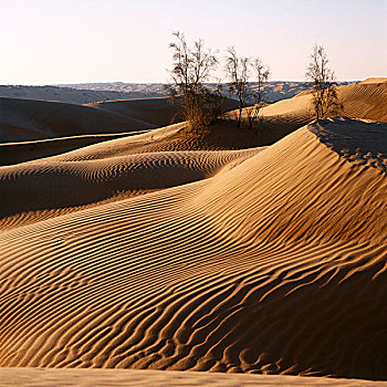 突尼斯,撒哈拉沙漠,东部大沙漠,沙丘,灌木丛