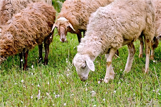 绵羊,牧群,绿色,草地