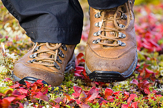 特写,靴子,彩色,苔原,德纳里峰国家公园,室内,阿拉斯加