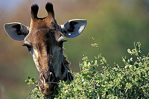 非洲,南非,克鲁格国家公园,长颈鹿