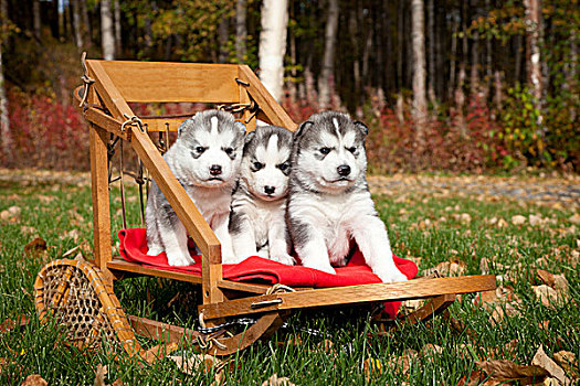 西伯利亚,哈士奇犬,小狗,传统,木质,狗拉雪橇,阿拉斯加