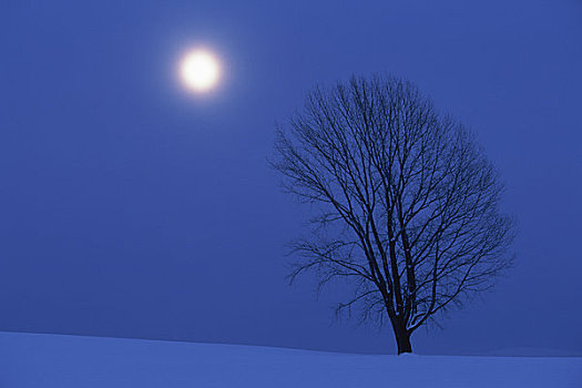 哲学体系,树,月亮