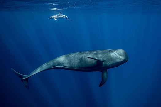 巨头鲸,大西洋点斑原海豚,南,特内里费岛