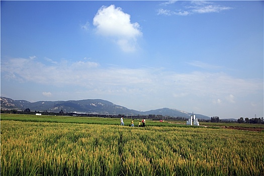 山东省日照市,千亩稻田绿浪翻滚,市民带孩子打卡展望丰收年