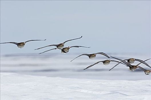 白额雁,成群,飞,堪察加半岛,俄罗斯