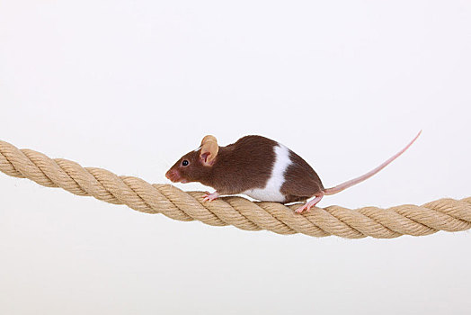 老鼠,平衡性,绳索,家养,家鼠,小鼠