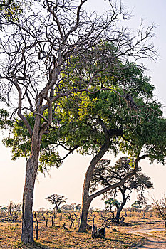 博茨瓦纳,乔贝国家公园,萨维提,雨,树