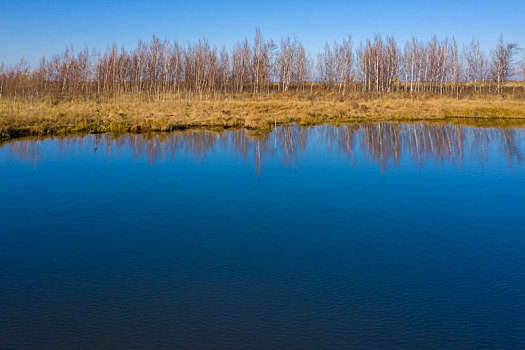 兴凯湖湿地桦林与水面