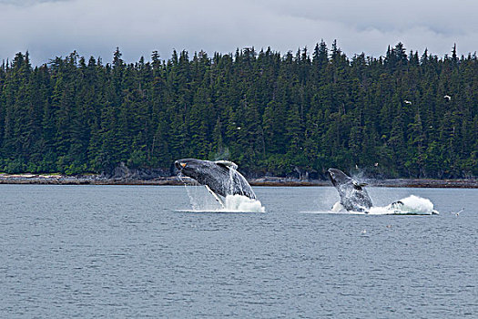 合成效果,两个,驼背鲸,鲸跃,靠近,岛屿,通加斯国家森林,东南阿拉斯加,夏天
