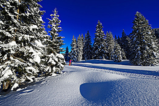 两个,远足,走,积雪,冬日树林,冬天,徒步旅行,齐姆高,奥波拜延,巴伐利亚,德国
