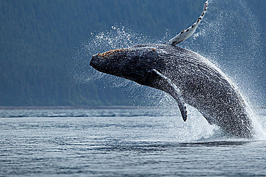 驼背鲸,鲸跃,靠近,通加斯国家森林,东南阿拉斯加,夏天