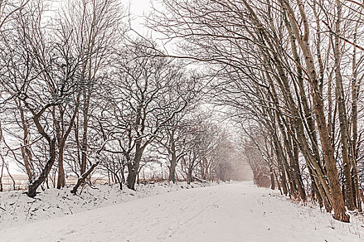 自然,小路,遮盖,雪,冬天