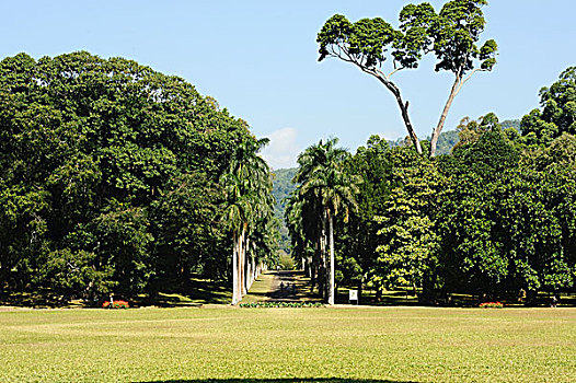 斯里兰卡,康提,植物园