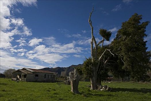 农舍,绿色,草地,塔斯马尼亚,南岛,新西兰