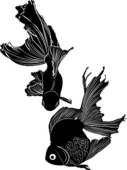 剪影,金鱼,鲤鱼,矢量,白色
