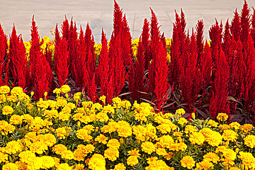 黄色的野菊花和红色的背景花