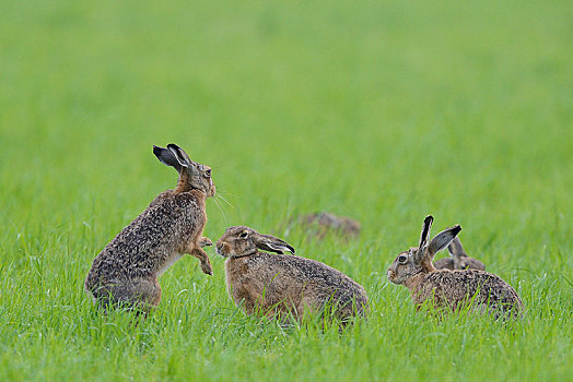 欧洲,野兔,欧洲野兔,两个男人,争斗,草地,下莱茵,北莱茵威斯特伐利亚,德国