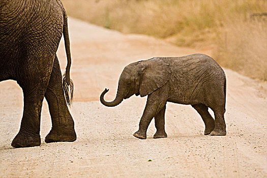 非洲,坦桑尼亚,幼兽,大象,公园,小路,塔兰吉雷国家公园