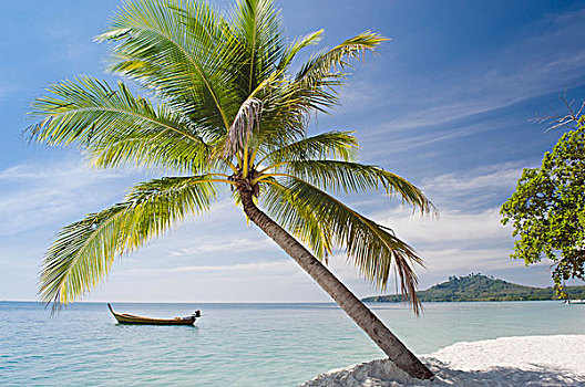 棕榈树,树,海滩,岛屿,泰国,东南亚