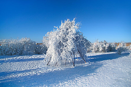 哈尔滨的雪景风光