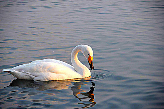 一只白色的天鹅在湖面上