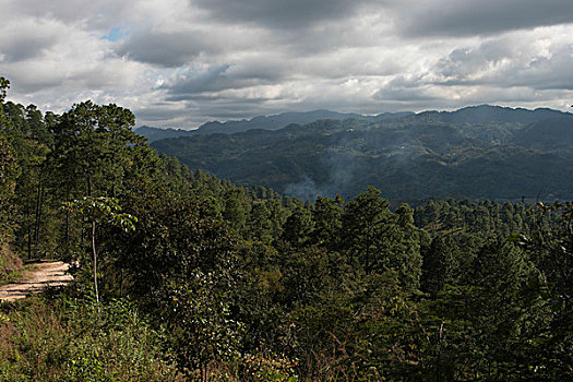 树,山谷,洪都拉斯