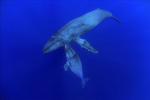 驼背鲸,大翅鲸属,鲸鱼,母兽,一岁,国家,海洋,毛伊岛,夏威夷,提示,照相