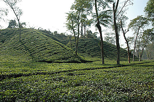 茶,花园,孟加拉,一月,2006年