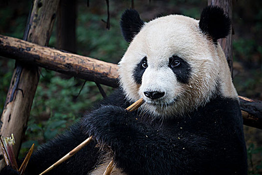 在基地室外吃竹子的熊猫