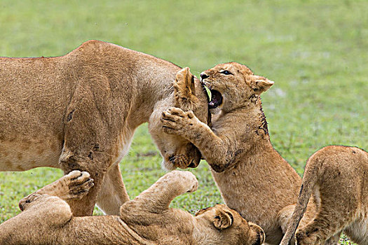 幼狮,咬,头部,雌狮,拿着,爪子,幼兽,恩戈罗恩戈罗,保护区,坦桑尼亚