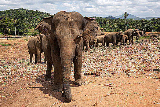 亚洲象,象属,大象孤儿院,中央省,斯里兰卡,亚洲