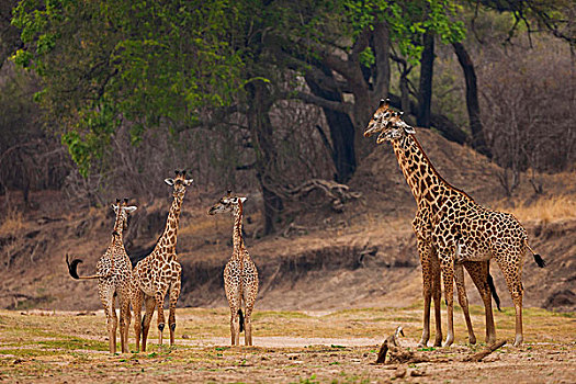 网纹长颈鹿,赞比亚