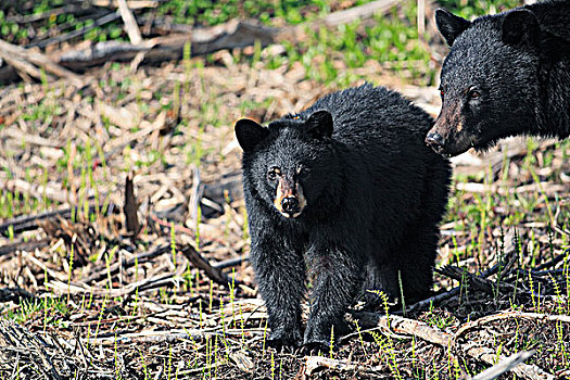 黑熊,美洲黑熊,一岁,幼兽,母兽,加拿大西部