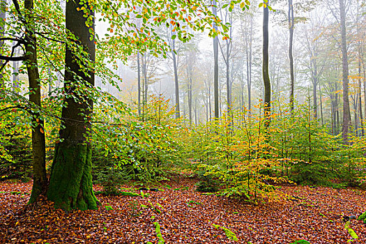 山毛榉,树林,秋天,自然公园,施佩萨特,巴伐利亚,德国
